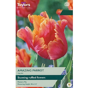 Tulip Amazing Parrot (6 Bulbs)