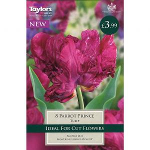 Tulip Parrot Prince (8 Bulbs)