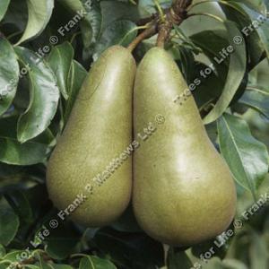 Pear (Pyrus) Conference - 12L Bush