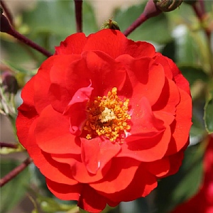 'Grandpa's Rose' Gift Rose 4.5L