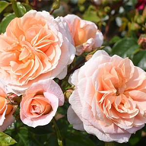 'It’s A Wonderful Life' Bush Rose (Roty 2022) 3L