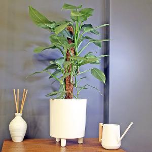 Philodendron Silver Queen