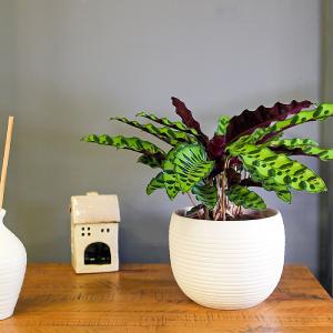 Calathea Insignis 