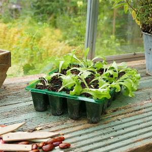 GroSure Visiroot 20 Cell Seed Trays - Pack of 8
