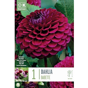 Dahlia 'Babette' (1 Tuber)