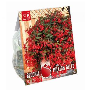 Begonia Boliviensis Million Bells - Rich Flowering - 1 Bulb