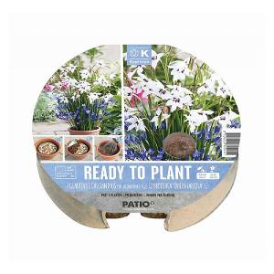 Blue & White Shades Ready to Plant Biodegradable Tray 24cm (19 Bulbs)