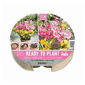 Pink & Yellow Shades Ready to Plant Biodegradable Tray 24cm (19 Bulbs)