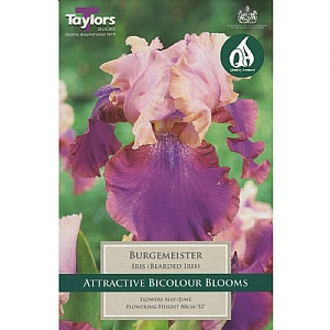 Iris 'Burgemeister' (1 Bulb)