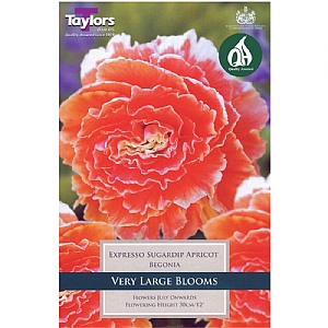Begonia Expresso Sugardip Apricot (Pack of 2)