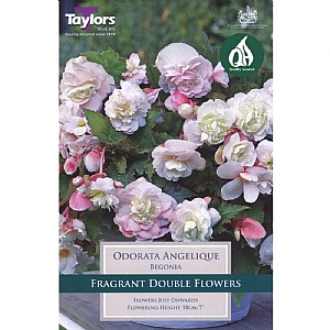 Begonia Odorata Angelique (Pack of 2)