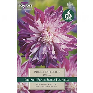 Dahlia Purple Explosion - 1 Bulb