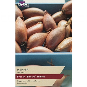 Menhir Shallots (Pack of 10)