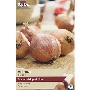 Meloine Shallots (Pack of 10)