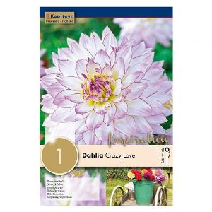 Dahlia Crazy Love (Pack of 2)