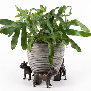 Jardinopia Plant Pot Feet Bronze French Bulldog