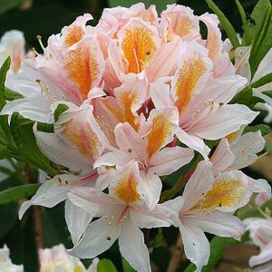 Azalea Irene Koster - 5 Ltr Pot