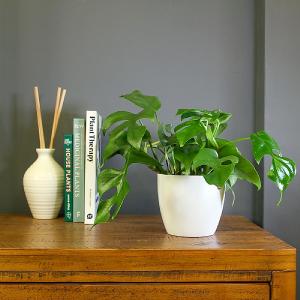 Monstera Minima