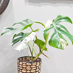 Monstera Variegata