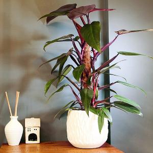 Philodendron Mandianum