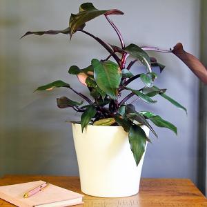 Philodendron Pink Princess