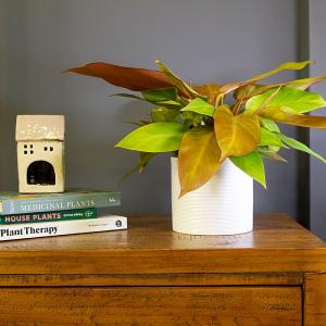 Philodendron Prince of Orange