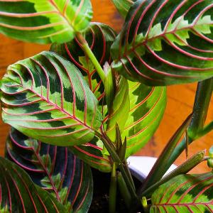 Maranta Leuconeura Fascinator Tricolour