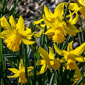 Narcissus February Gold (Bag of 10)