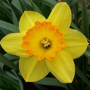 Narcissus 'King Alfred Select' (Bag of 15 Bulbs)