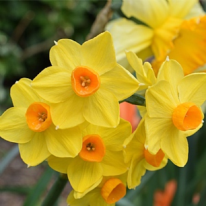 Narcissus Martinette (Bag of 15)