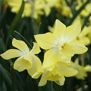 Narcissus Pipit (Bag of 15)