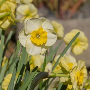 Narcissus 'Sundisc' (Bag of 15 Bulbs)