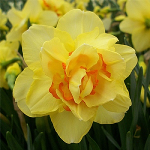 Narcissus 'Tahiti' (Bag of 10 Bulbs)
