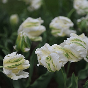 Tulip White Parrot (Bag of 5)