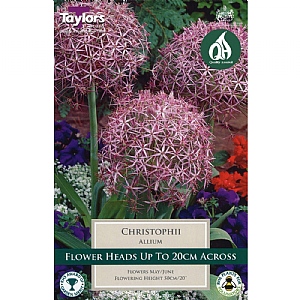 Allium christophii (5 Bulbs)