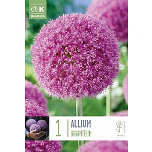 Allium giganteum (1 Bulb)