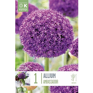Allium giganteum Ambassador (1 Bulb)