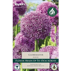 Allium 'Globemaster' (1 Bulb)