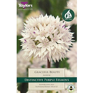 Allium amplectens 'Graceful Beauty' (7 Bulbs)
