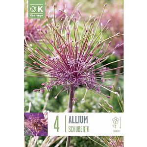 Allium schubertii (4 Bulbs)