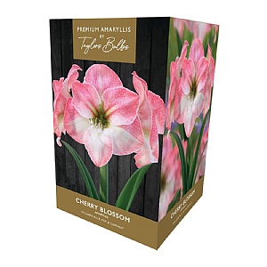 Amaryllis Cherry Blossom