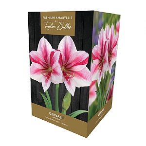 Amaryllis Gervase