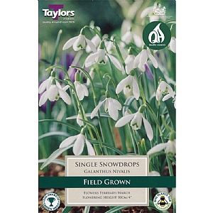 Galanthus nivalis (Field Grown Single)