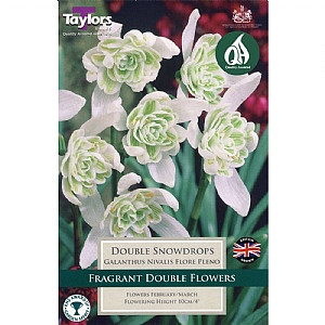 Galanthus nivalis Flore Pleno (7 Bulbs)