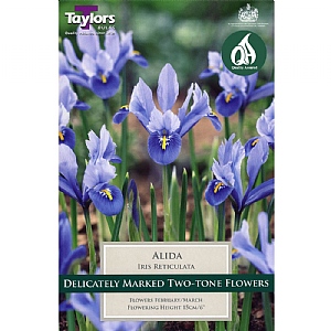 Iris Reticulata Alida (15 Bulbs)