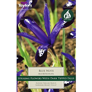 Iris reticulata 'Blue Note' (10 Bulbs)