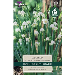Leucojum aestivum