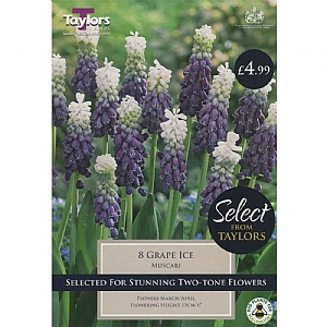 Muscari Grape Ice (8 Bulbs)
