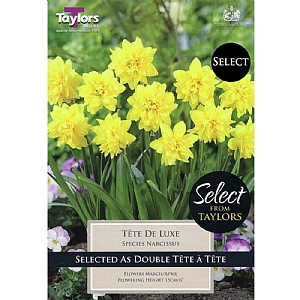 Narcissus 'Tete De Luxe' (9 Bulbs)