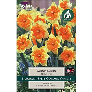 Narcissus 'Mondragon' (6 Bulbs)
